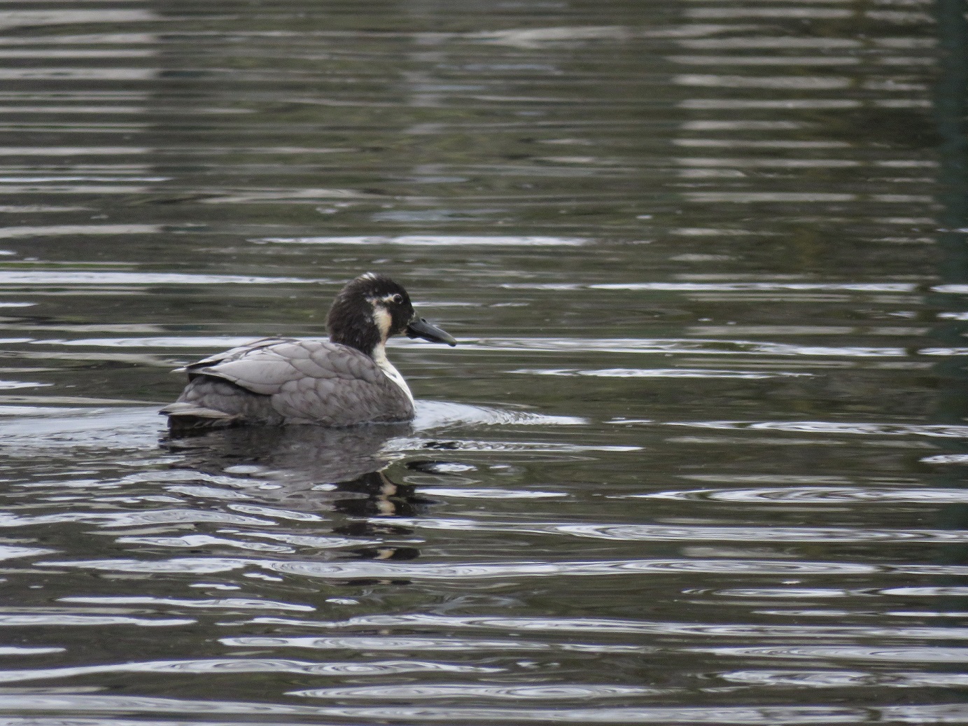 Vreemde eend in de vaart